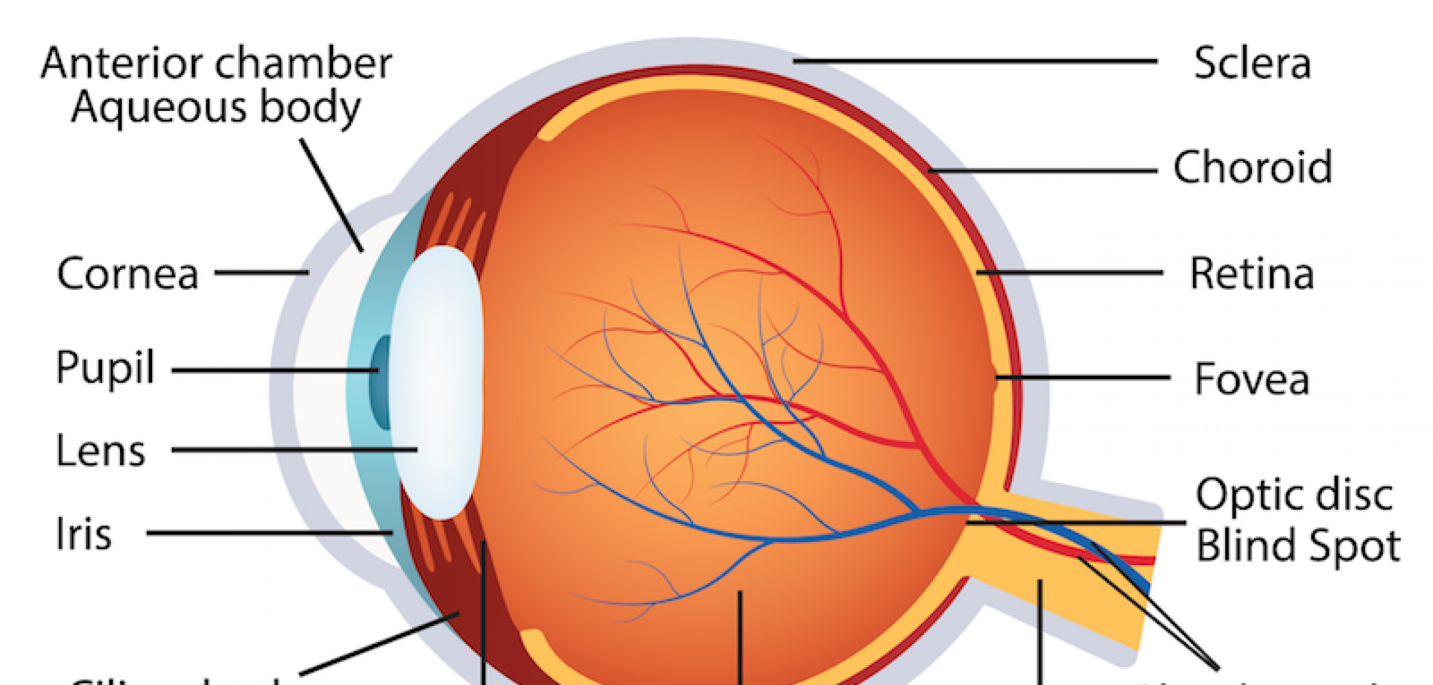 Eye Insurance Colored Icon In Powerpoint Pptx Png And Editable Eps Format Eye Insurance Colored Icon In Powerpoint Pptx Png And Editable Eps Format