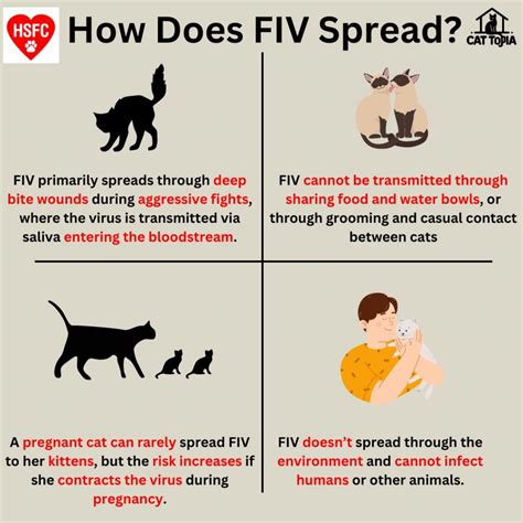 Fiv In Cats Insurance Coverage Symptoms Prevention Spot Pet Fiv In Cats Insurance Coverage Symptoms Prevention Spot Pet