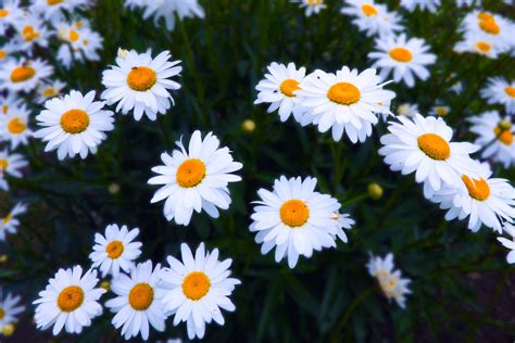 Free Images Flower Flowering Plant Oxeye Daisy Margueri Erofound Free Images Flower Flowering Plant Oxeye Daisy Margueri Erofound