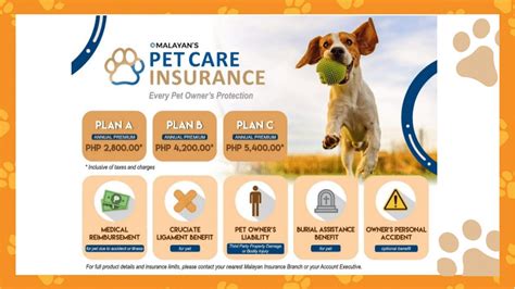 Get Your Fur Babies Insured 6 Pet Insurance In The Philippines Get Your Fur Babies Insured 6 Pet Insurance In The Philippines