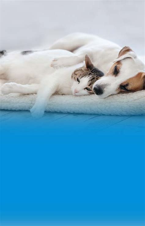 Guide To Pet Insurance For Multiple Pets Metlife Pet Insurance Guide To Pet Insurance For Multiple Pets Metlife Pet Insurance