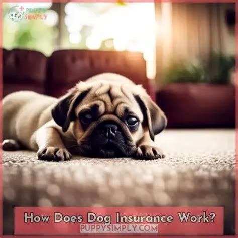How Does Dog Insurance Work How Does Dog Insurance Work