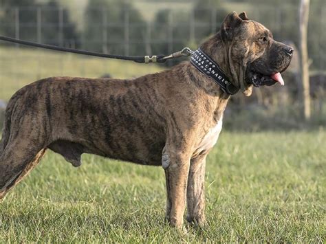 How Much Does A Presa Canario Cost Spot Pet Insurance Canada How Much Does A Presa Canario Cost Spot Pet Insurance Canada