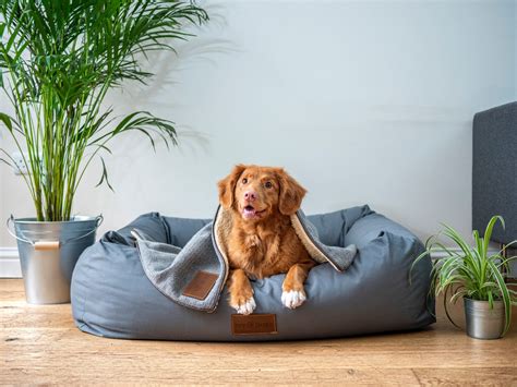 How Much Does Pet Insurance Cost Forbes Advisor Australia How Much Does Pet Insurance Cost Forbes Advisor Australia