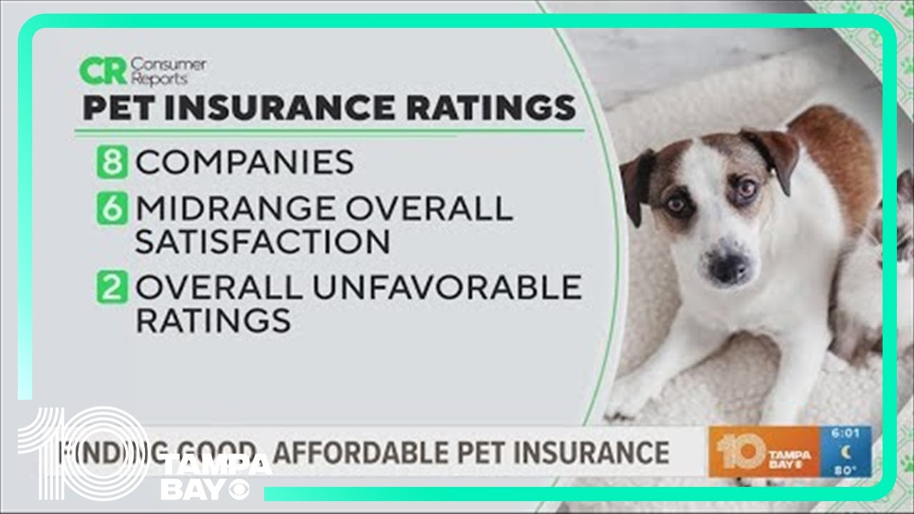 How Much Should Pet Insurance Cost You Youtube How Much Should Pet Insurance Cost You Youtube