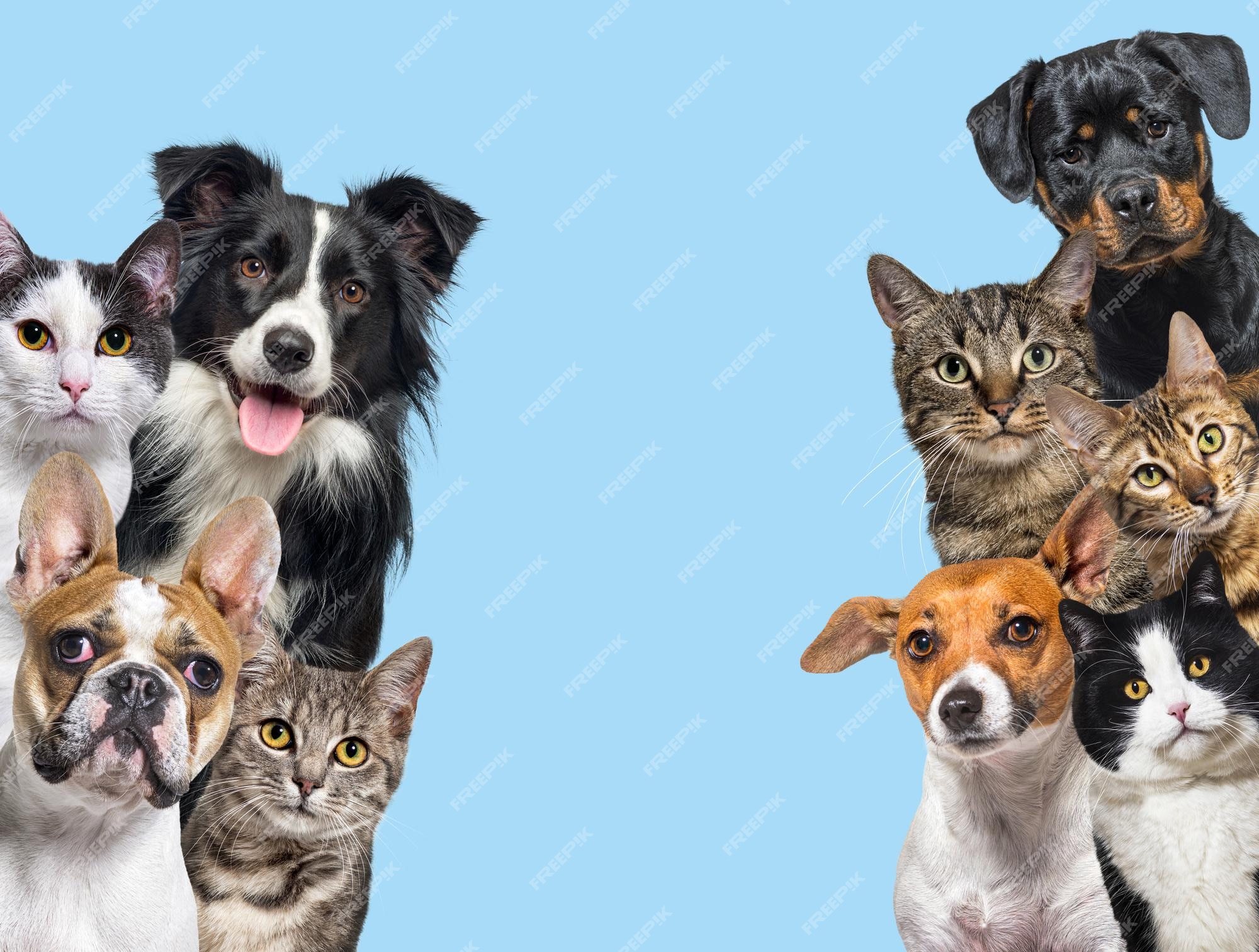 How Pet Insurance Works A Complete Guide Smartech How Pet Insurance Works A Complete Guide Smartech