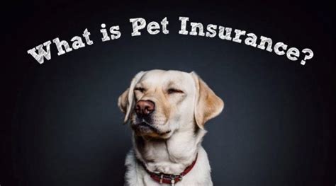How Pet Insurance Works Everything You Should Know How Pet Insurance Works Everything You Should Know