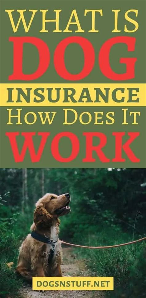How To Find The Best Dog Insurance Dogs N Stuff In 2020 Dog How To Find The Best Dog Insurance Dogs N Stuff In 2020 Dog