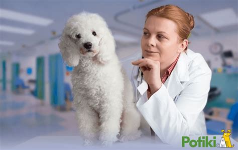 How To Find The Most Affordable Pet Insurance In Australia Potiki Pet How To Find The Most Affordable Pet Insurance In Australia Potiki Pet