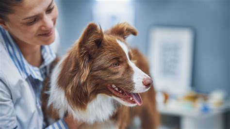 How To Save On Pet Insurance Kiplinger How To Save On Pet Insurance Kiplinger
