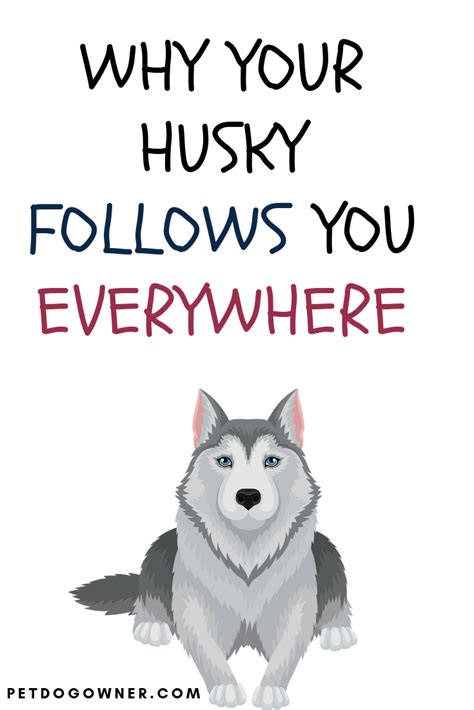 Husky Health Insurance Number Health Tips Health And Cat Care Husky Health Insurance Number Health Tips Health And Cat Care