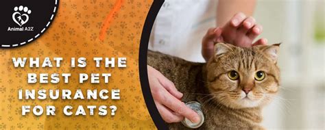 Insurance For Cats Insurance For Cats