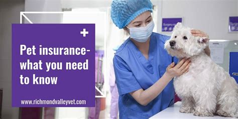 Insurance Vet Insurance Vet