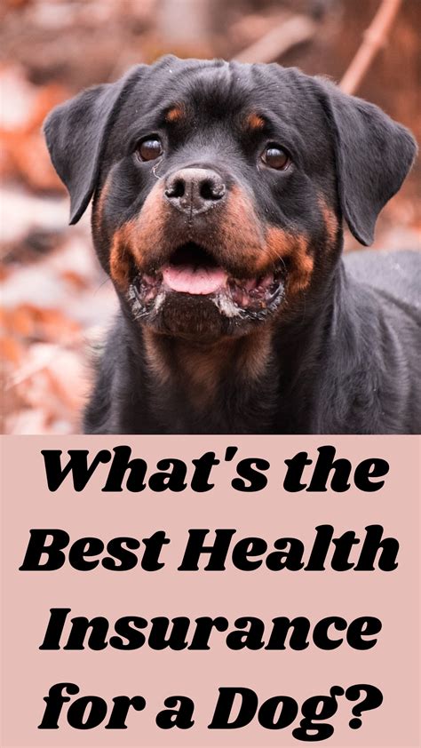 Is Dog Health Insurance Worth The Cost My 20 000 Doxy Is Dog Health Insurance Worth The Cost My 20 000 Doxy