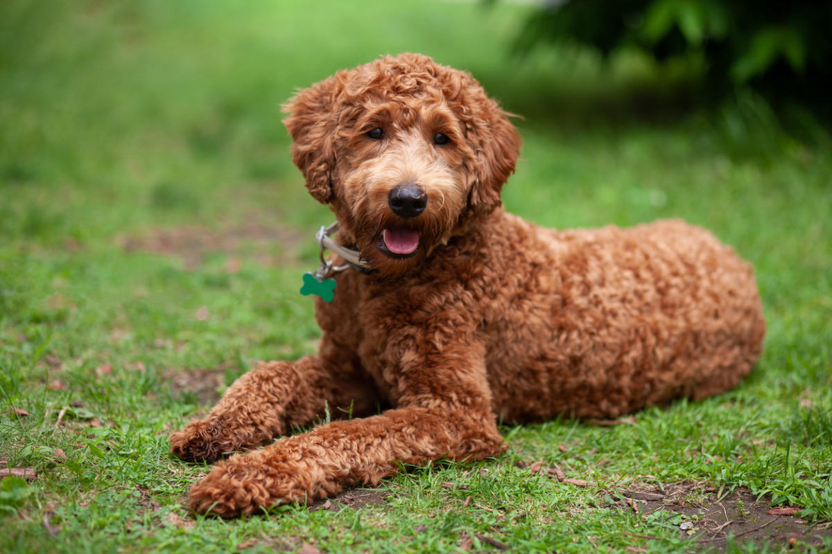 Is Dog Insurance Worth It