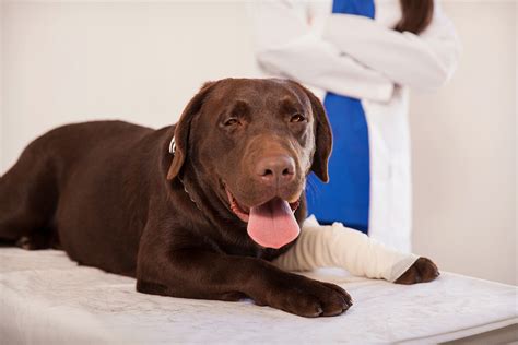 Is Pet Insurance Really Worth It Wildfowl Is Pet Insurance Really Worth It Wildfowl