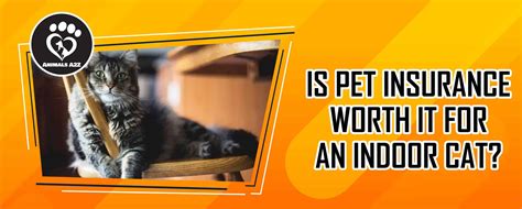 Is Pet Insurance Worth It For An Indoor Cat Detailed Answer Is Pet Insurance Worth It For An Indoor Cat Detailed Answer