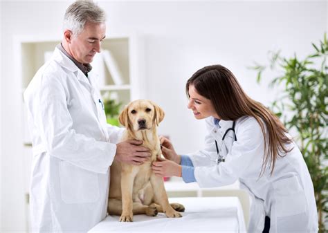 Is Puppy Health Care Insurance Worth The Expense Petland Florida Is Puppy Health Care Insurance Worth The Expense Petland Florida