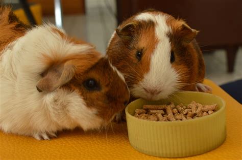 Is There Pet Insurance For Guinea Pigs 2025 Update Pangovet Is There Pet Insurance For Guinea Pigs 2025 Update Pangovet