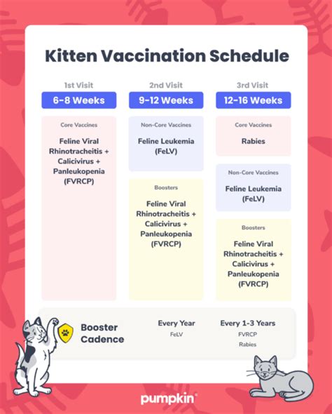 Kitten Vaccination Schedule A Guide For New Cat Owners Pumpkin Kitten Vaccination Schedule A Guide For New Cat Owners Pumpkin