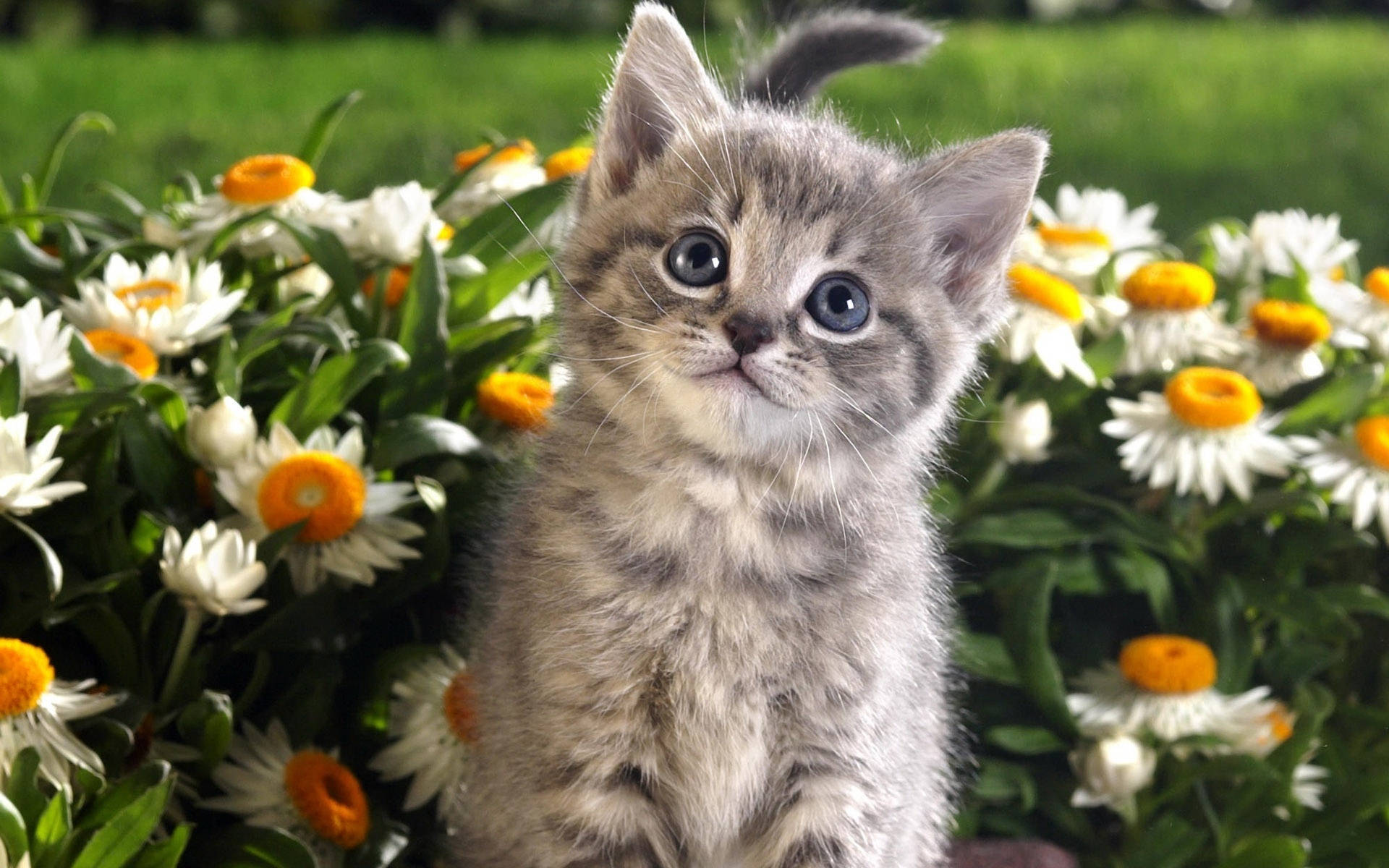 Kitty Lixo Leaked