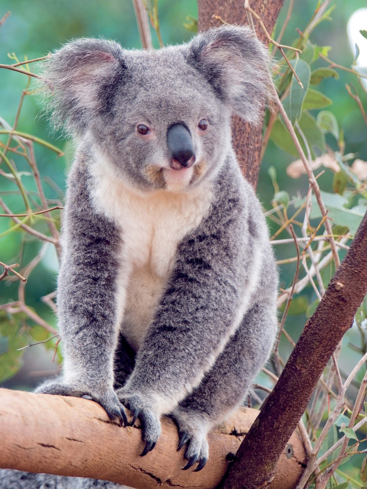 Koala On Twitter Rt Cyb4rangel Who Up Koala On Twitter Rt Cyb4rangel Who Up