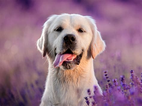 Lavender For Dogs Safety Benefits Concerns Spot Pet Insurance Lavender For Dogs Safety Benefits Concerns Spot Pet Insurance