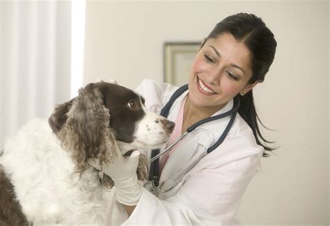 Learn About Dog Medical Insurance Learn About Dog Medical Insurance