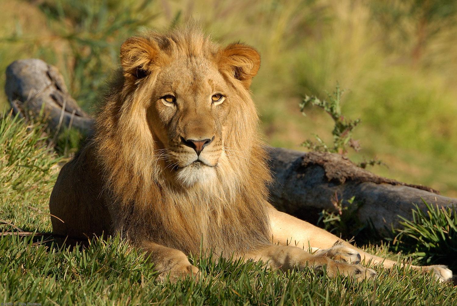 Lion Of Africa Insurance Company Limited Lion Of Africa Insurance Lion Of Africa Insurance Company Limited Lion Of Africa Insurance