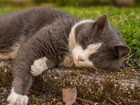 Manx Cat Breed Profile Information Spot Pet Insurance Manx Cat Breed Profile Information Spot Pet Insurance