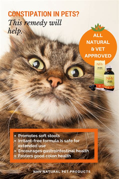 Maris For Cats Pet Insurance Reviews Cheap Pet Insurance Kitten Care Maris For Cats Pet Insurance Reviews Cheap Pet Insurance Kitten Care