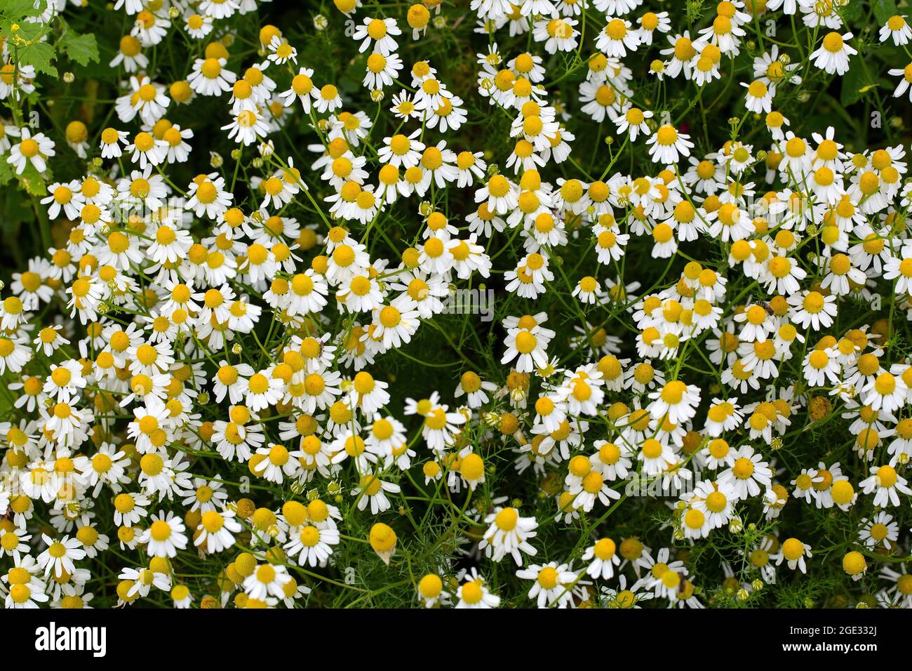 Mayseeds Ios Mayseeds Ios