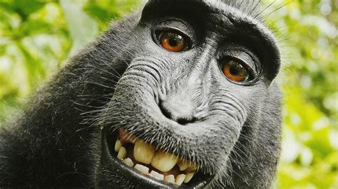 Monkey Wallpaper Hd Wallpapers Of Monkeys App On Amazon Appstore Monkey Wallpaper Hd Wallpapers Of Monkeys App On Amazon Appstore