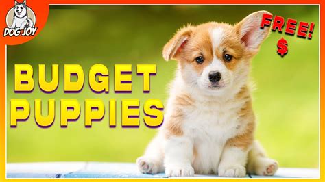 Most Affordable Dog Breeds Youtube Most Affordable Dog Breeds Youtube