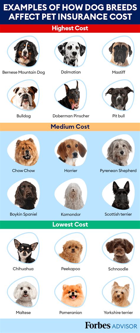 Most Expensive Dog Breeds For Pet Insurance Forbes Advisor Most Expensive Dog Breeds For Pet Insurance Forbes Advisor