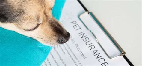 Nationwide Pet Insurance Cancellations What You Need To Know Golden Nationwide Pet Insurance Cancellations What You Need To Know Golden