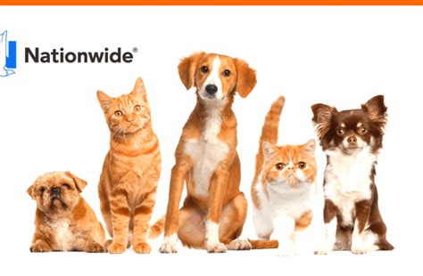 Nationwide Pet Insurance How To Apply Benefits And More Animals Adda Nationwide Pet Insurance How To Apply Benefits And More Animals Adda