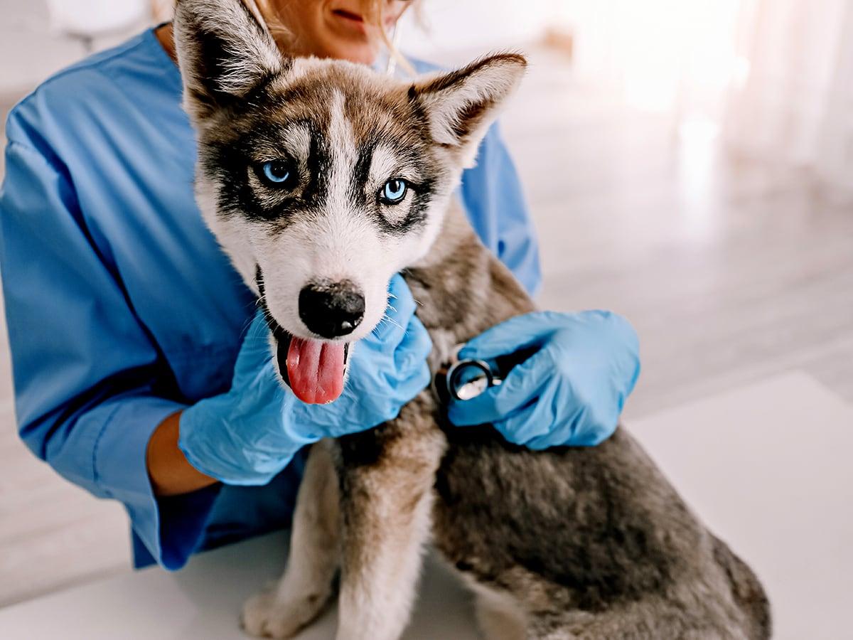 Nationwide Pet Insurance Plan Comparison Life Insurance Quotes Nationwide Pet Insurance Plan Comparison Life Insurance Quotes