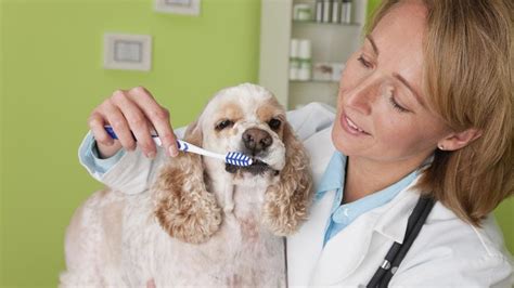 Pet Dental Insurance Coverage Costs Forbes Advisor Pet Dental Insurance Coverage Costs Forbes Advisor