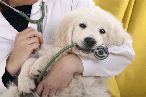 Pet Health Insurance Removes Barriers And Encourages Preventive Care Pet Health Insurance Removes Barriers And Encourages Preventive Care