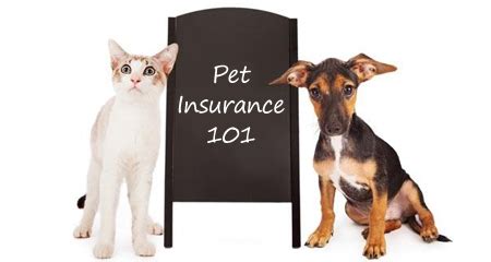 Pet Insurance 101 How Much Does Pet Insurance Cost Much More Petcoach Pet Insurance 101 How Much Does Pet Insurance Cost Much More Petcoach