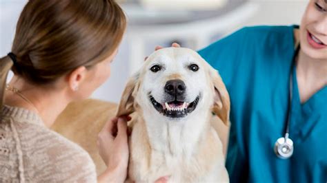 Pet Insurance Comparison Finding The Best Coverage Pet Care Bytes Pet Insurance Comparison Finding The Best Coverage Pet Care Bytes