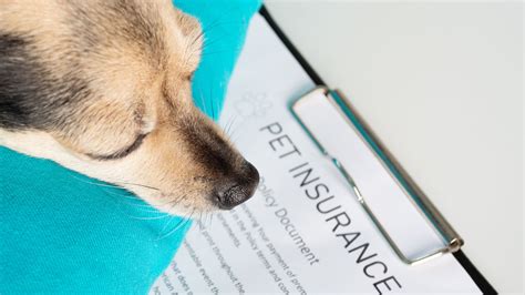 Pet Insurance Comparison For The Best Pet Insurance Plan Pet Insurance Comparison For The Best Pet Insurance Plan