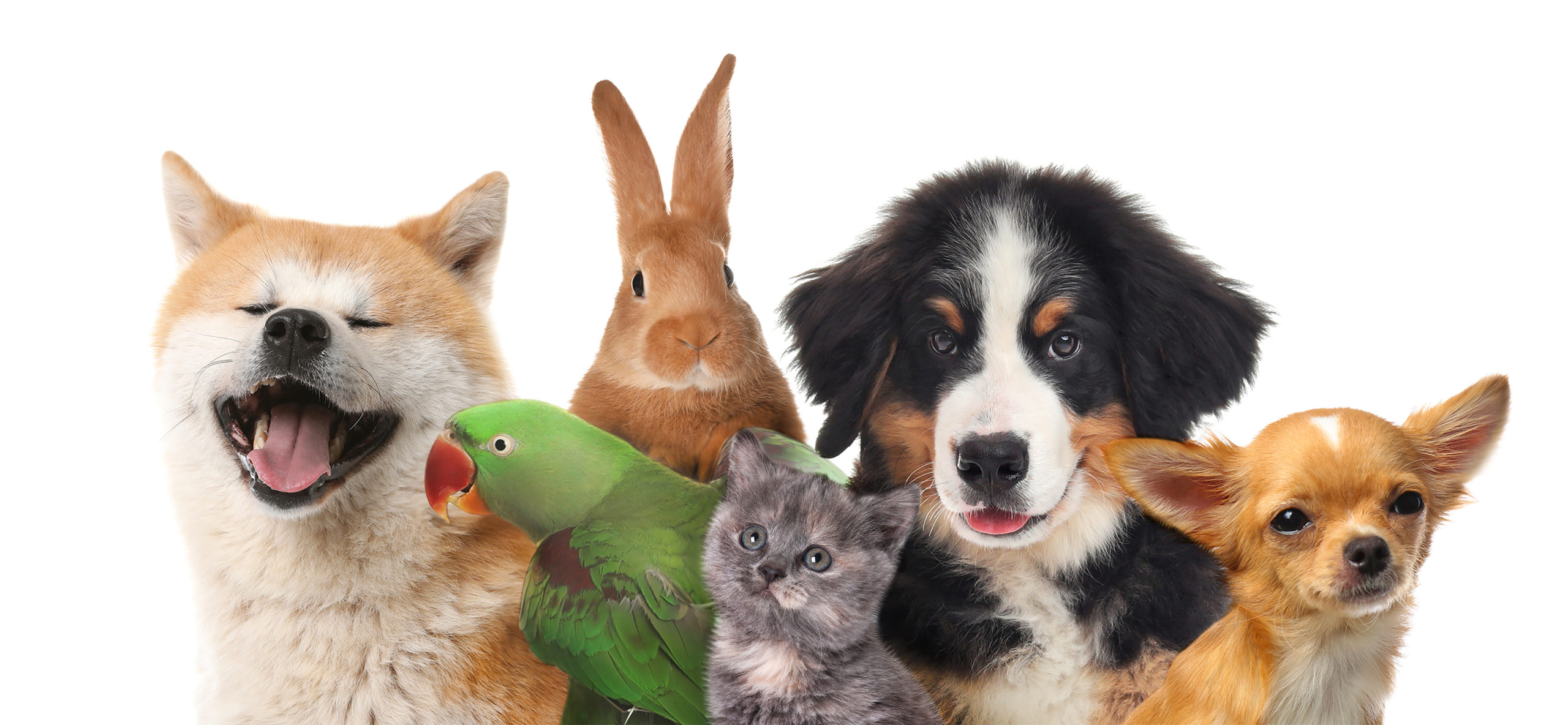 Pet Insurance Florida