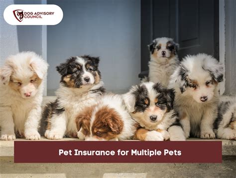 Pet Insurance For Multiple Pets Dog Advisory Council Pet Insurance For Multiple Pets Dog Advisory Council