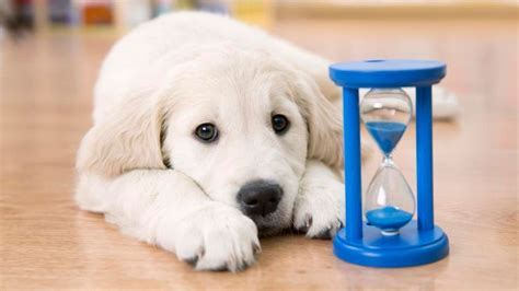 Pet Insurance No Waiting Period