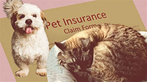 Pet Insurance Options In The Philippines Pet Insurance Options In The Philippines