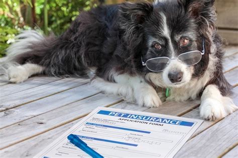Pet Insurance The Facts Explained Pet Insurance The Facts Explained