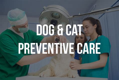 Pet Preventive Care Dwarka Dog Preventive Care Delhi Cat Health Care Pet Preventive Care Dwarka Dog Preventive Care Delhi Cat Health Care