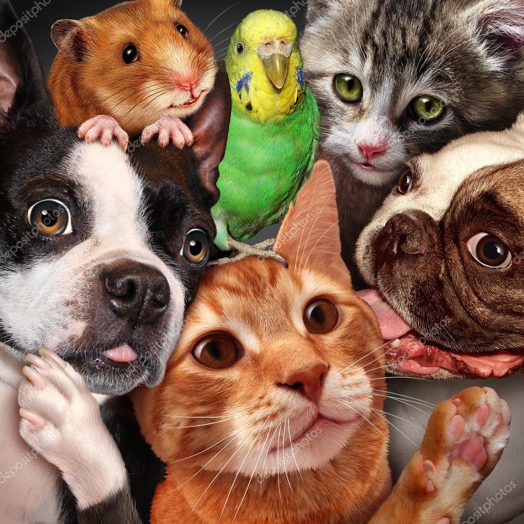 Pets Best Pet Insurance Review Paws Plus Insurance Pets Best Pet Insurance Review Paws Plus Insurance